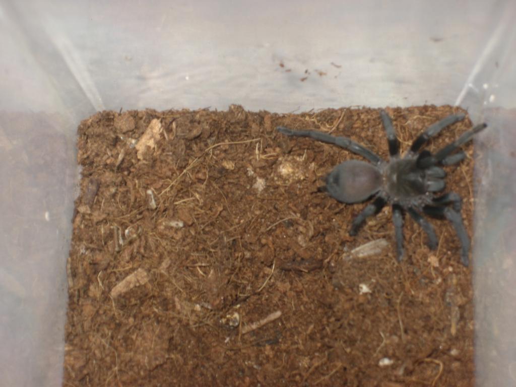 Aphonopelma possible reversum