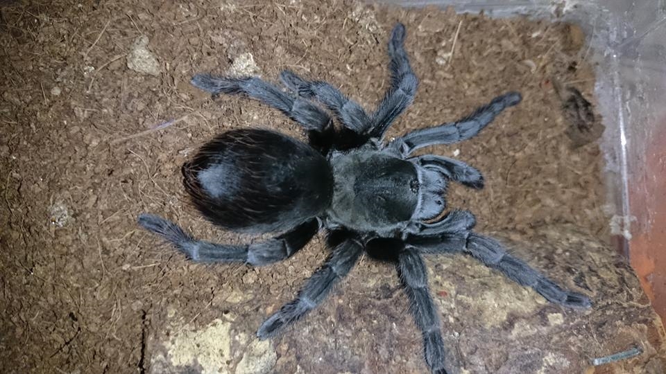 Aphonopelma reversum