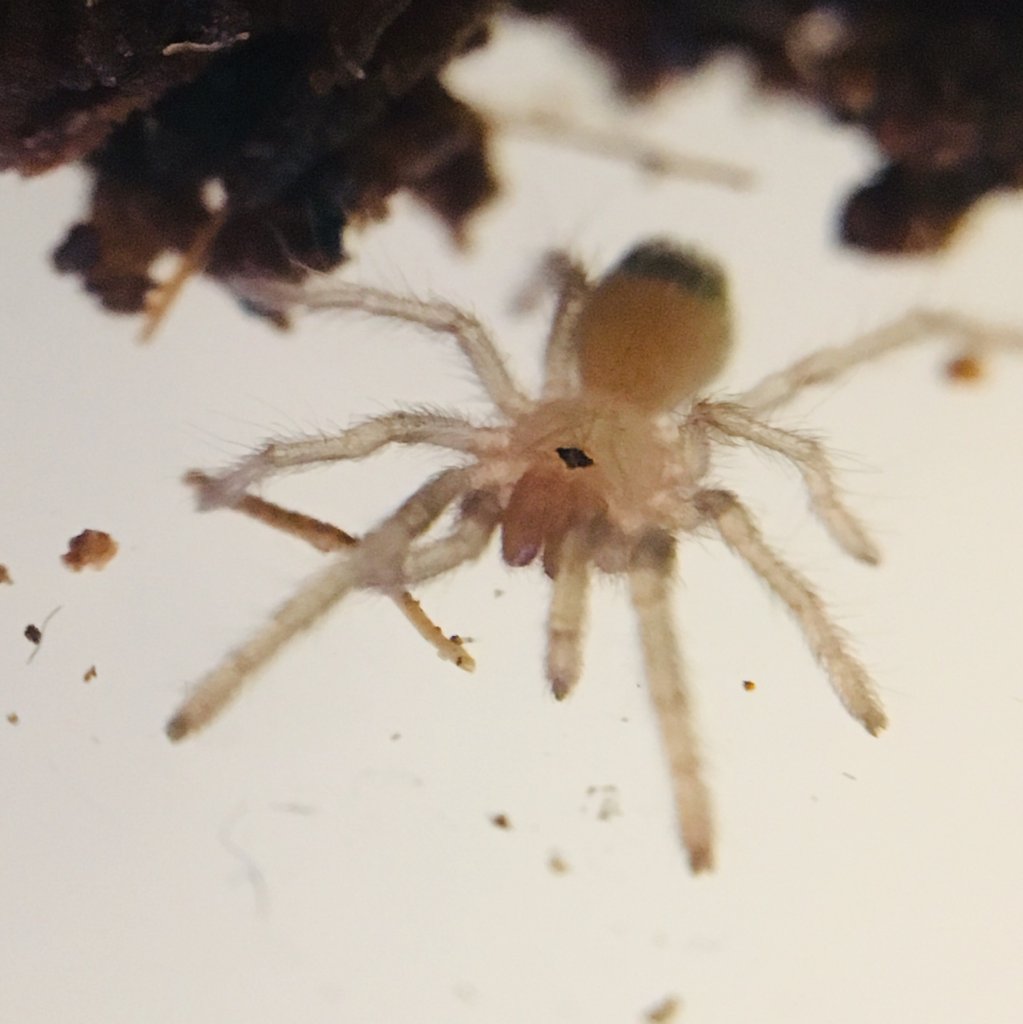 Aphonopelma saguaro sling