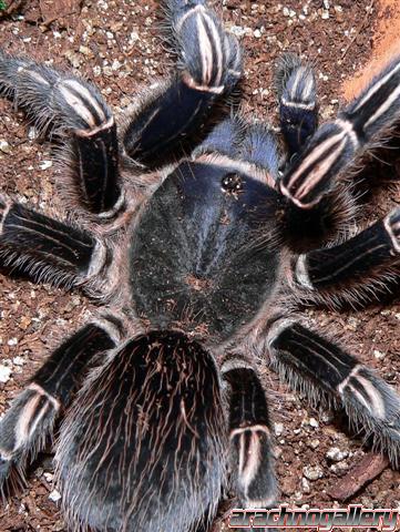 Aphonopelma seemani - Adult Female