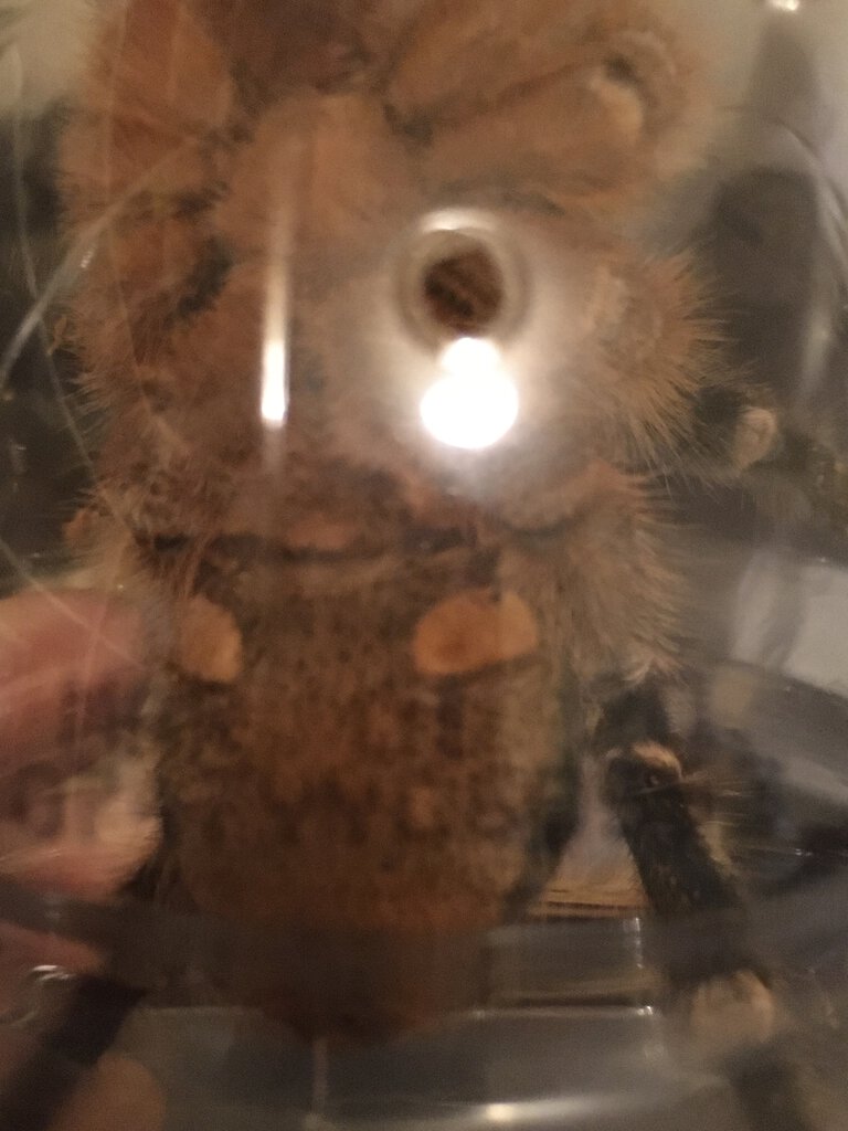 Aphonopelma seemani, approx 4.5”