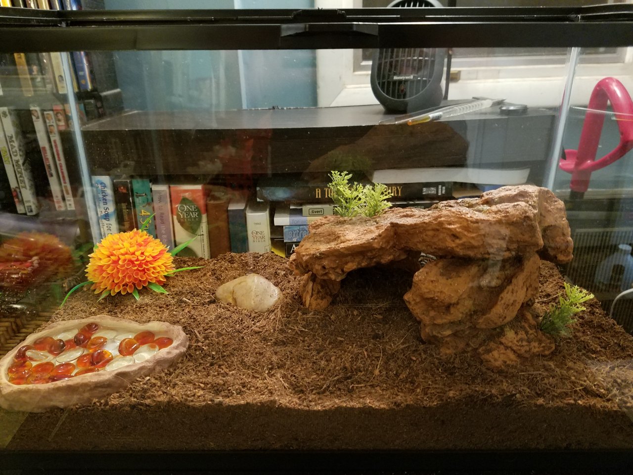 Aphonopelma seemani enclosure