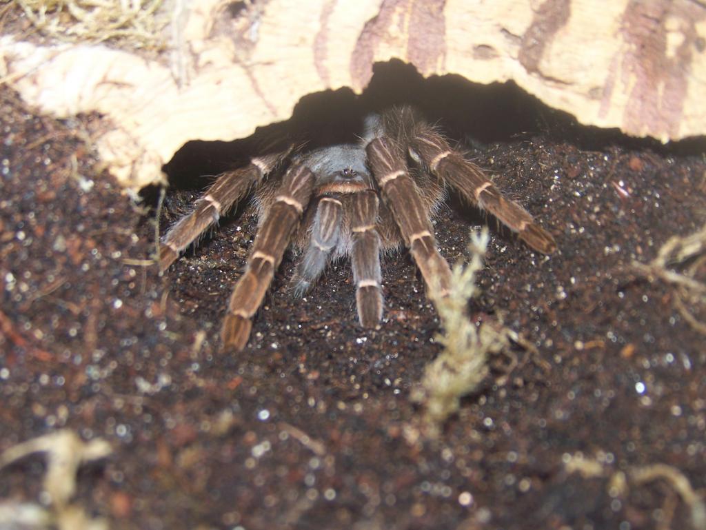 Aphonopelma Seemani (female)