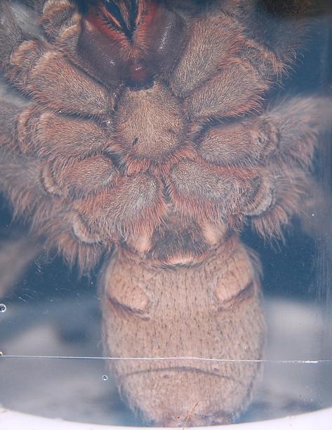 Aphonopelma seemani  Male or female?