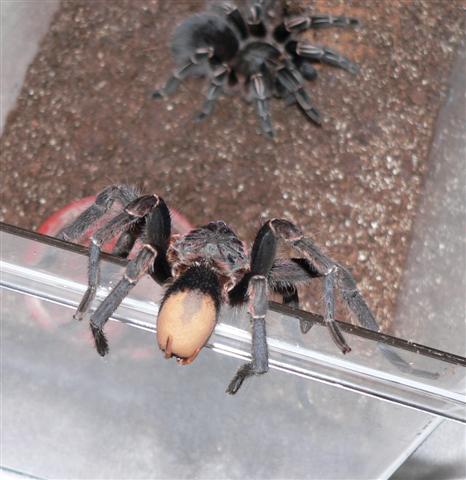 Aphonopelma seemani - Mating