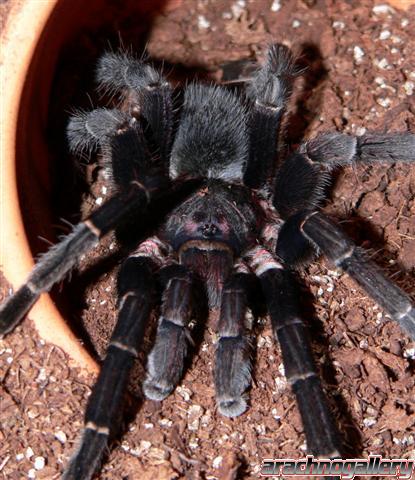 Aphonopelma seemani - Mature Male