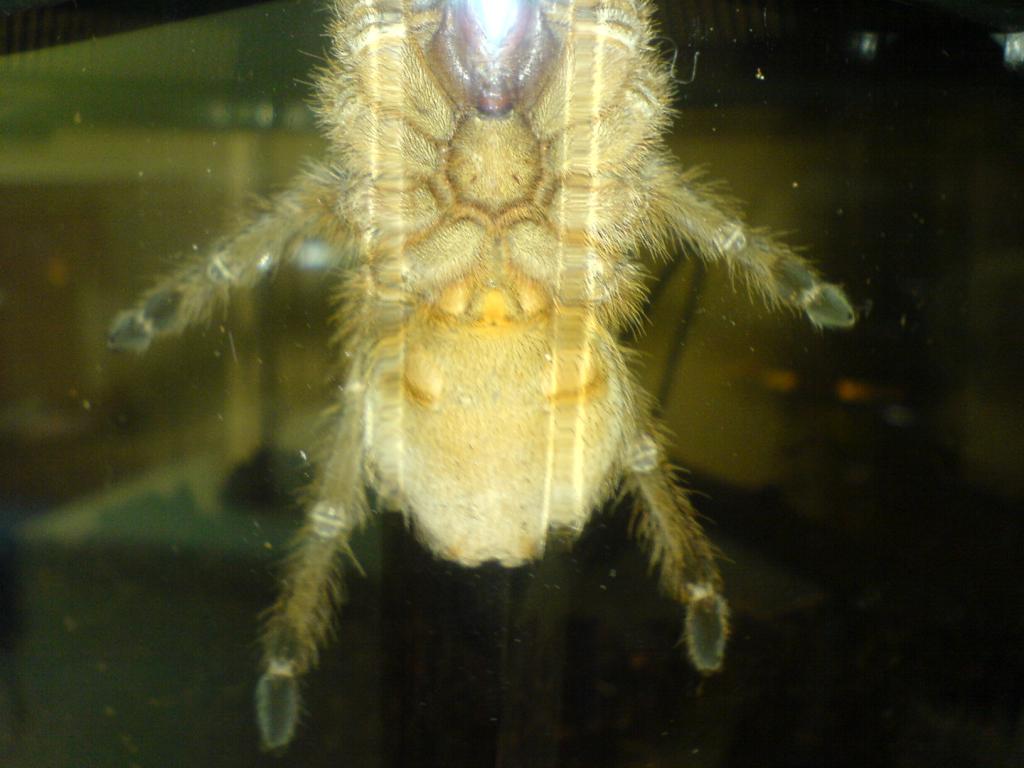 Aphonopelma seemani sexing