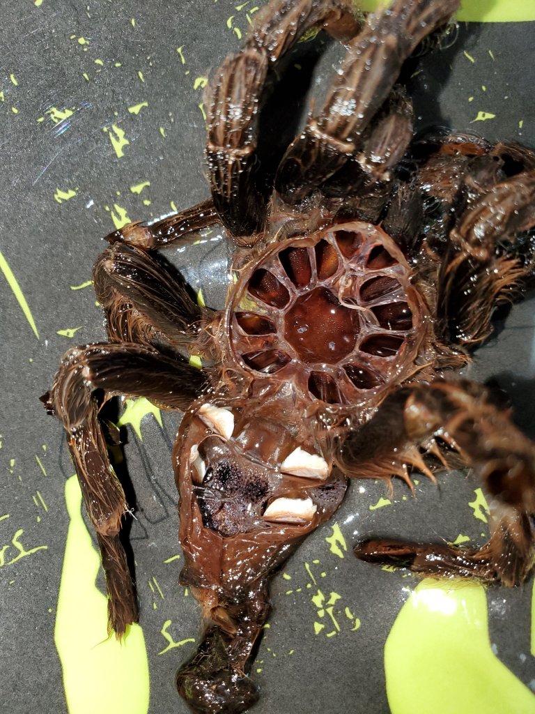 Aphonopelma Seemani sexing.