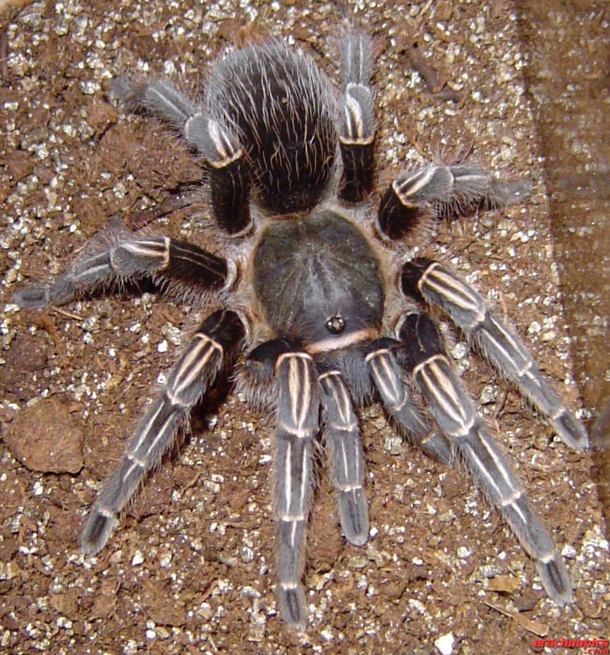 Aphonopelma seemani