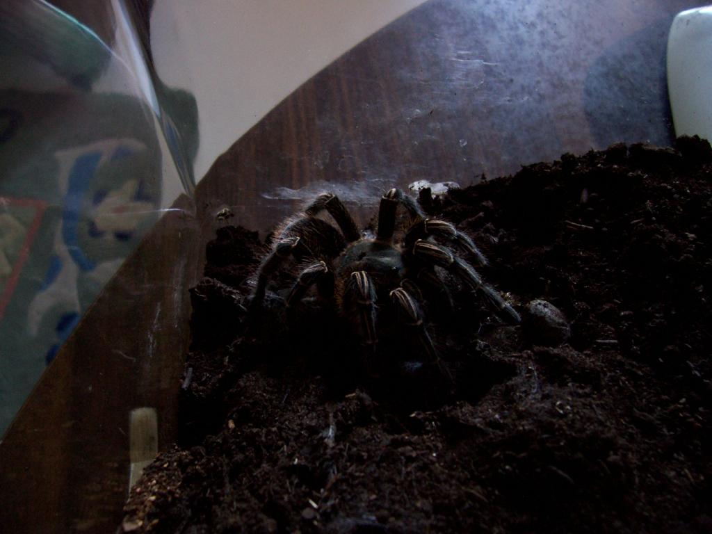 Aphonopelma seemani