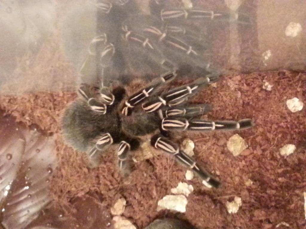 aphonopelma seemani