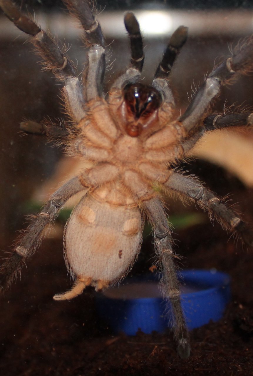 Aphonopelma seemani