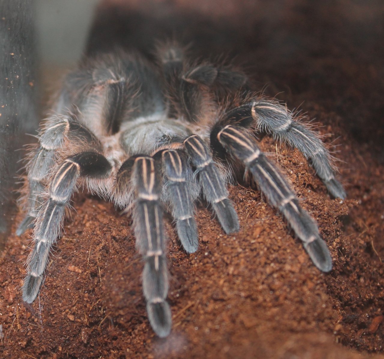 Aphonopelma seemani