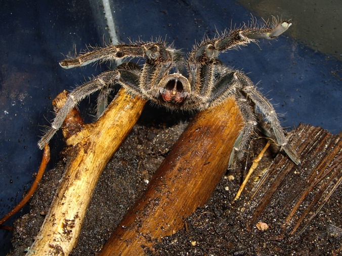 Aphonopelma seemani