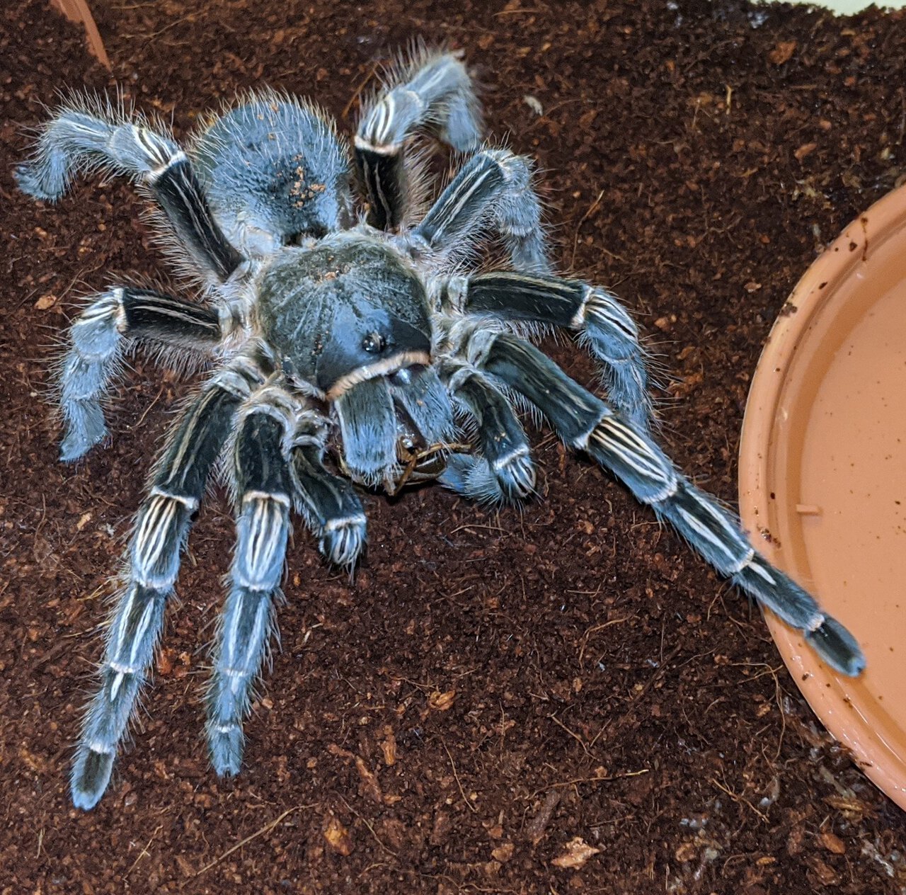 Aphonopelma seemani