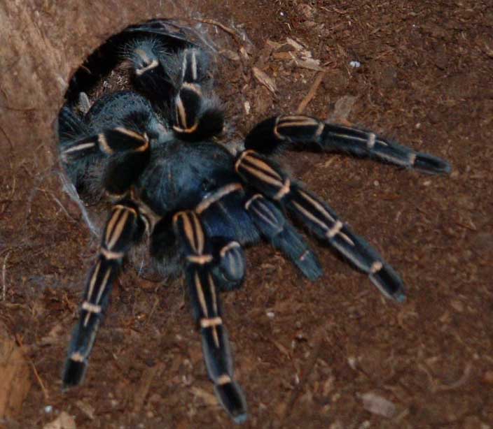 Aphonopelma seemani