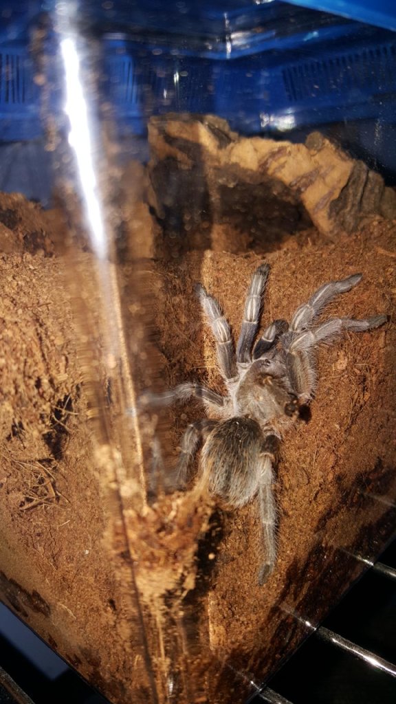 Aphonopelma seemanni 3 inch juvi