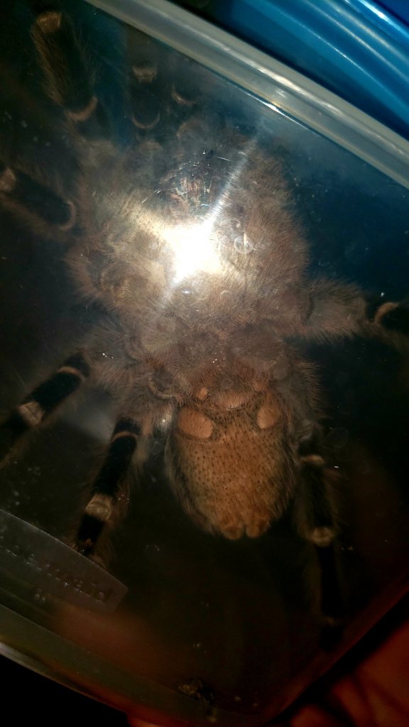 aphonopelma Seemanni 4" m/f?