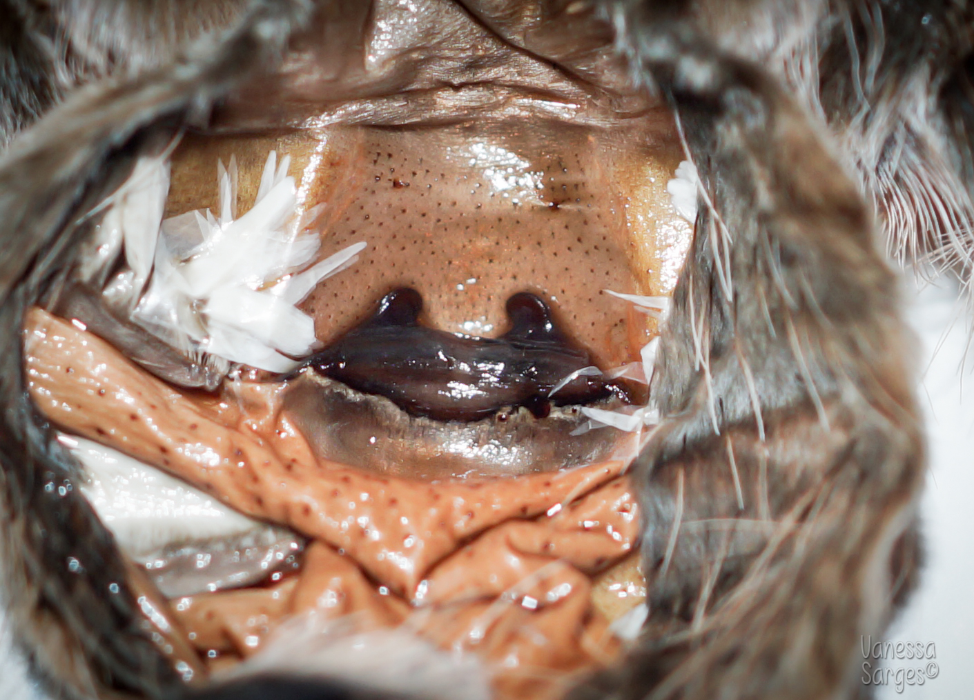 Aphonopelma seemanni Adult Female - ~5"