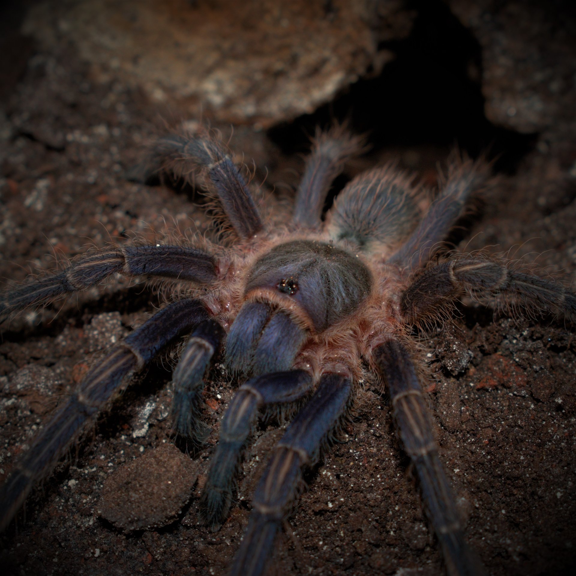 Aphonopelma seemanni (BCF)