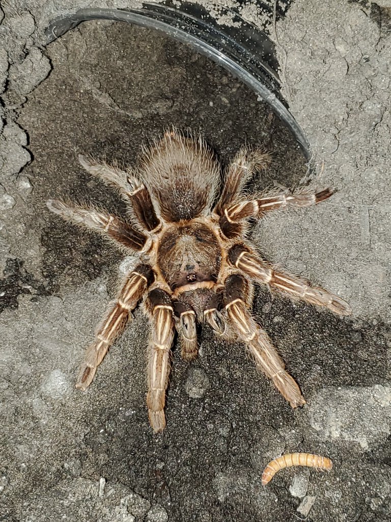 Aphonopelma seemanni (before molt)