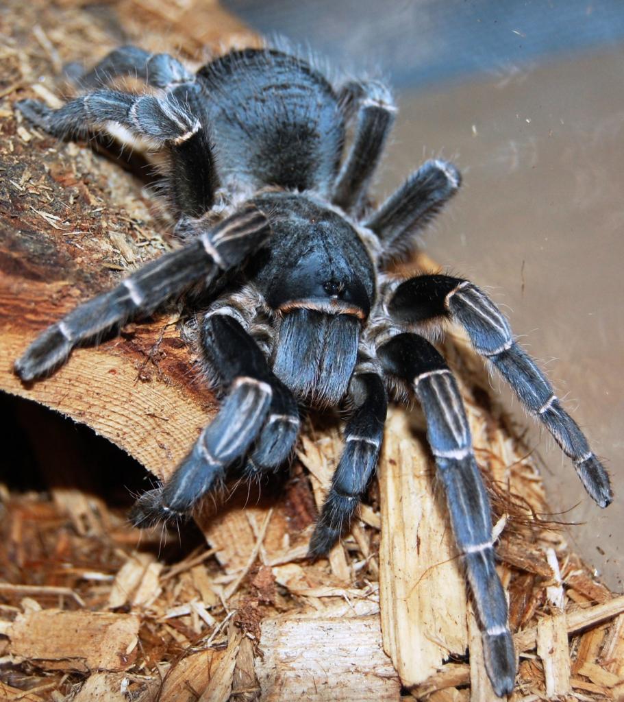 Aphonopelma seemanni - Costa Rican Zebra