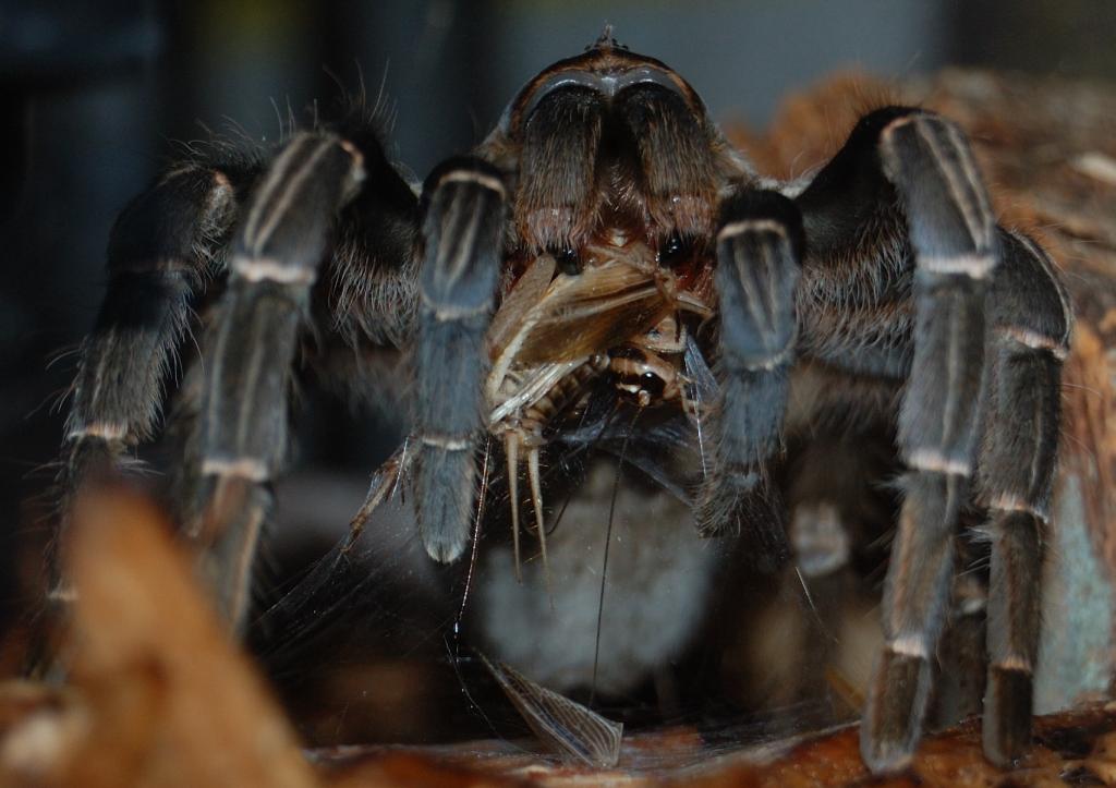 Aphonopelma seemanni - Costa Rican Zebra