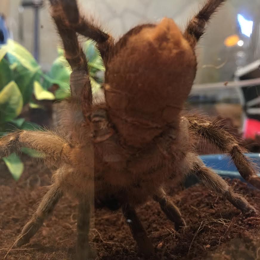 Aphonopelma seemanni male or female?