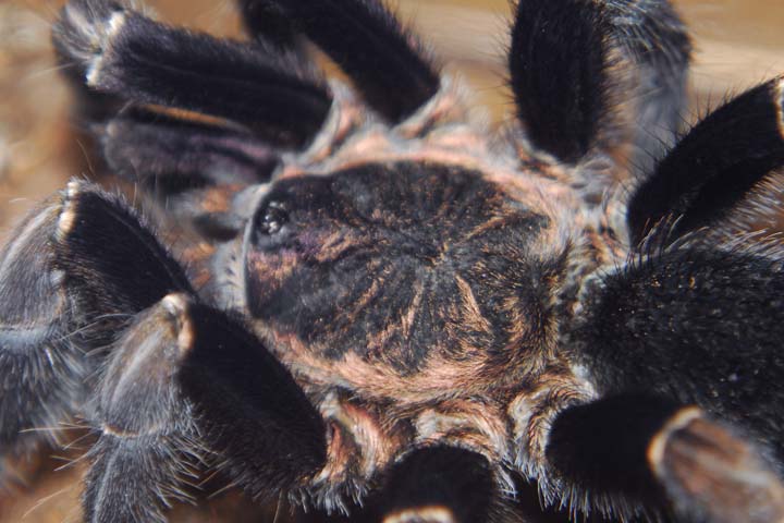 Aphonopelma seemanni mature male