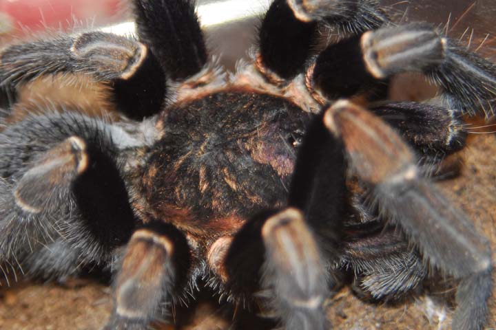 Aphonopelma seemanni mature male