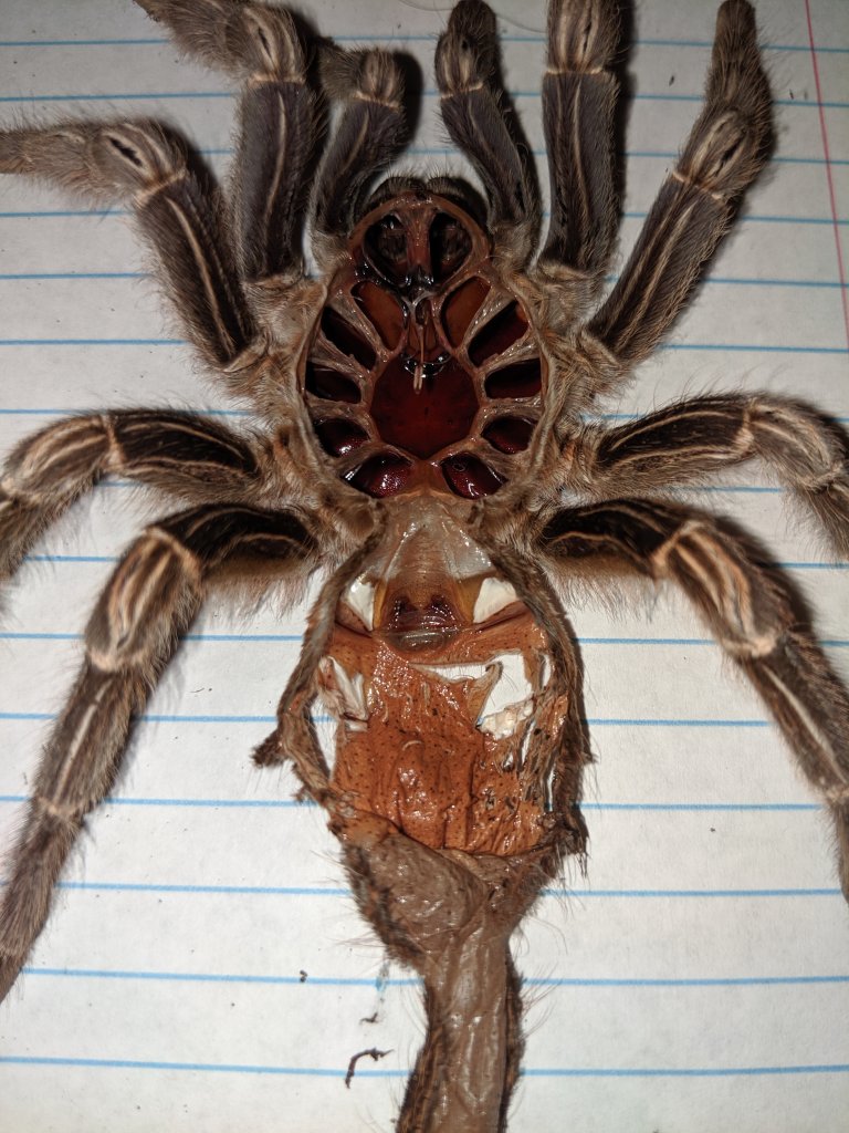 Aphonopelma seemanni [molt sexing]