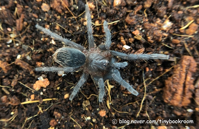 Aphonopelma Seemanni (Nicaragua)