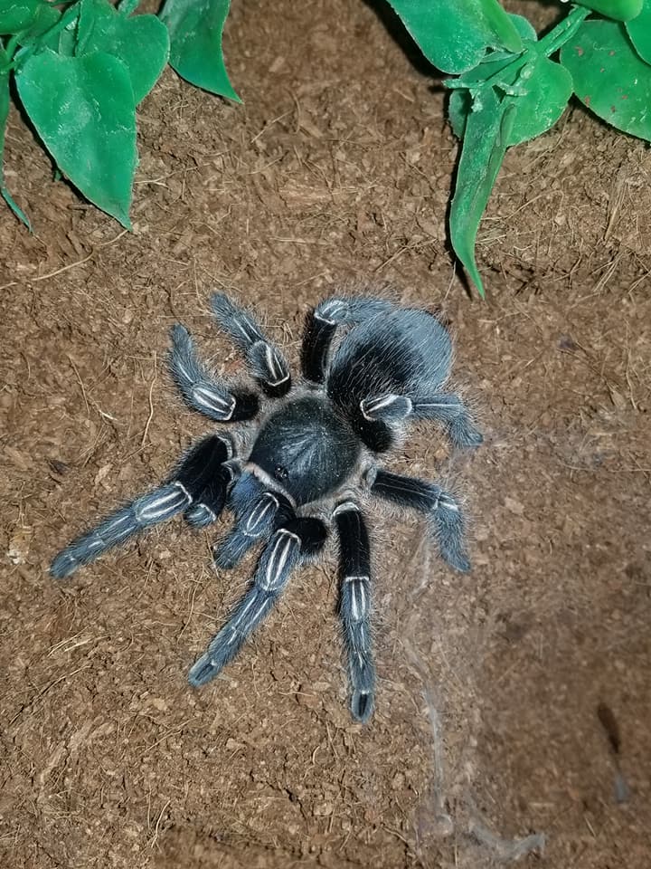 Aphonopelma Seemanni - Phobia