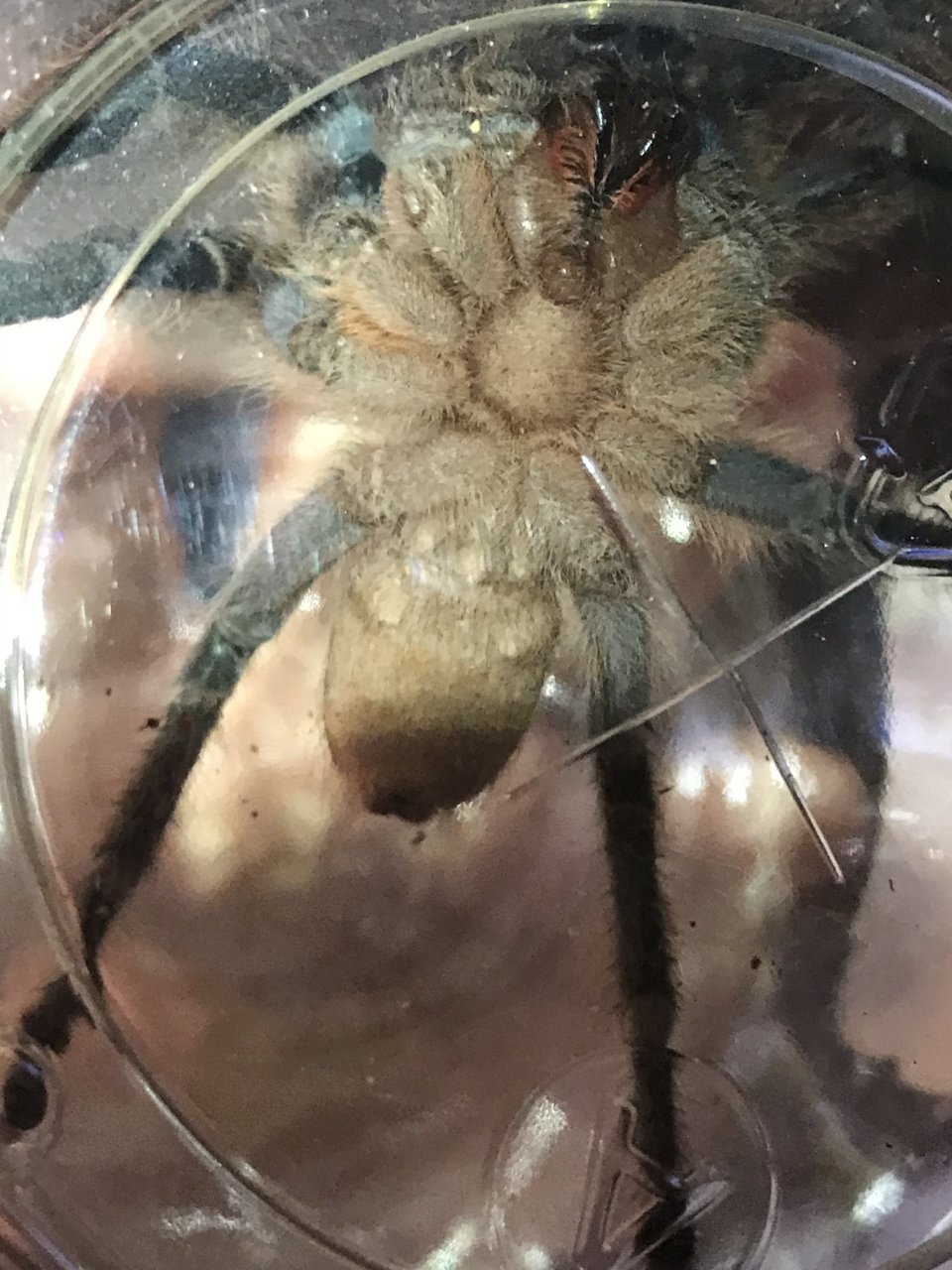 Aphonopelma seemanni sex?