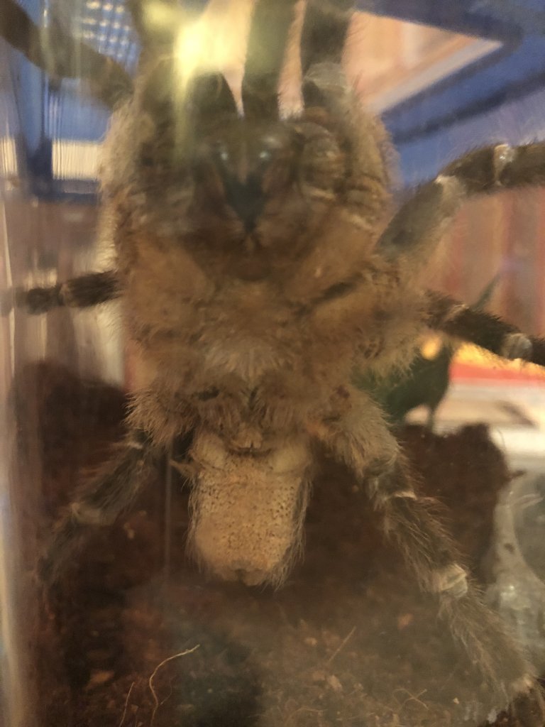 Aphonopelma seemanni Sex?