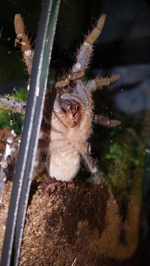 Aphonopelma seemanni [ventral sexing] [1/2]