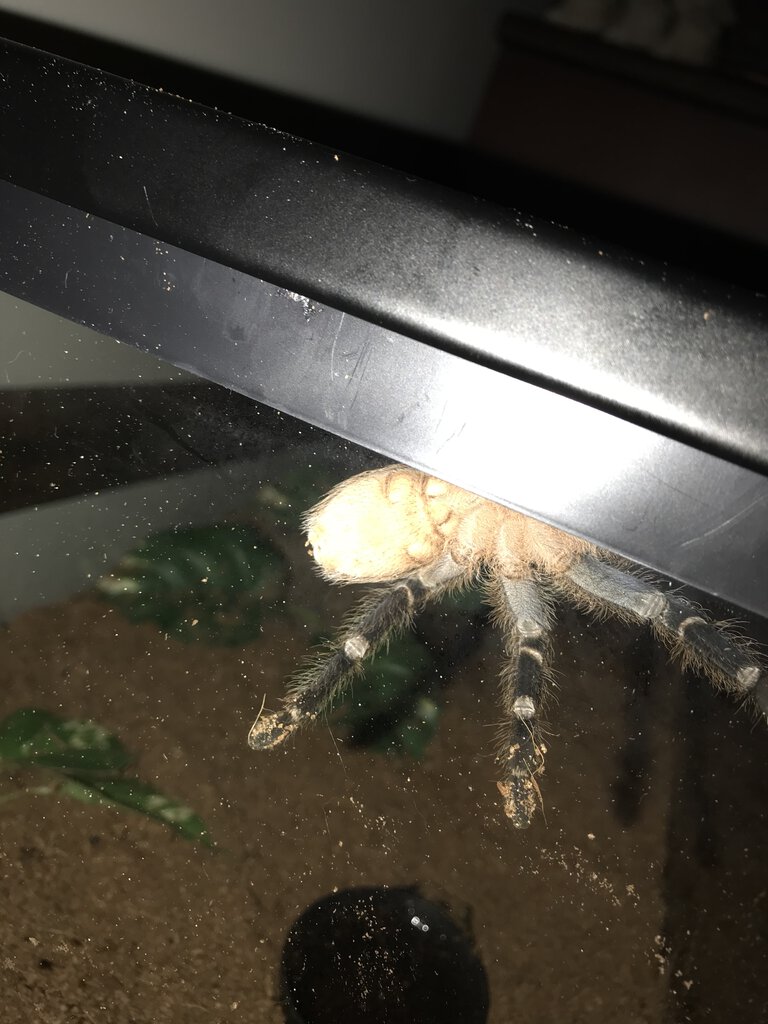 Aphonopelma seemanni [ventral sexing] [1/2]