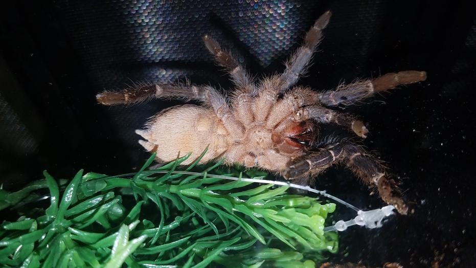 Aphonopelma seemanni [ventral sexing] [2/2]