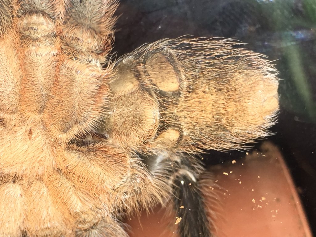 Aphonopelma seemanni [ventral sexing]