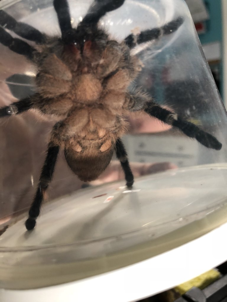 Aphonopelma seemanni [ventral sexing]