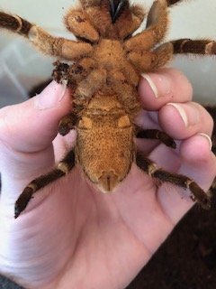 Aphonopelma seemanni [ventral sexing]