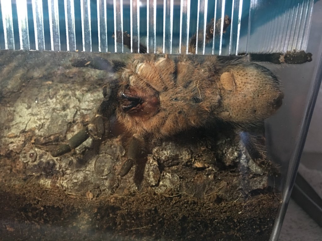 Aphonopelma seemanni [ventral sexing]