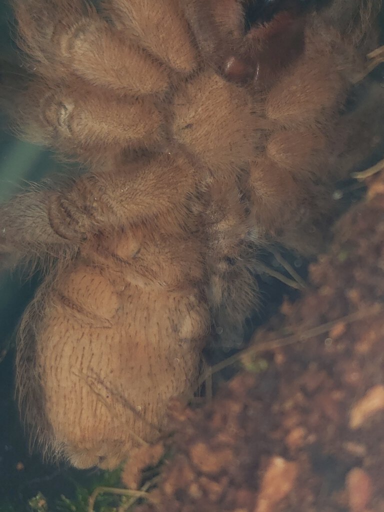 Aphonopelma seemanni [ventral sexing]