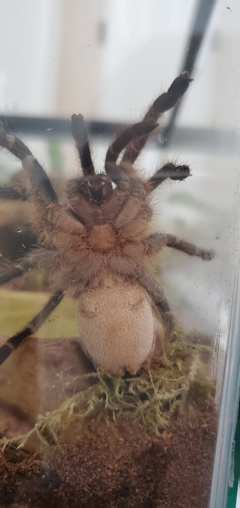 Aphonopelma seemanni ventral sexing