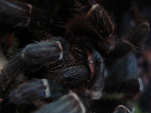 Aphonopelma seemanni