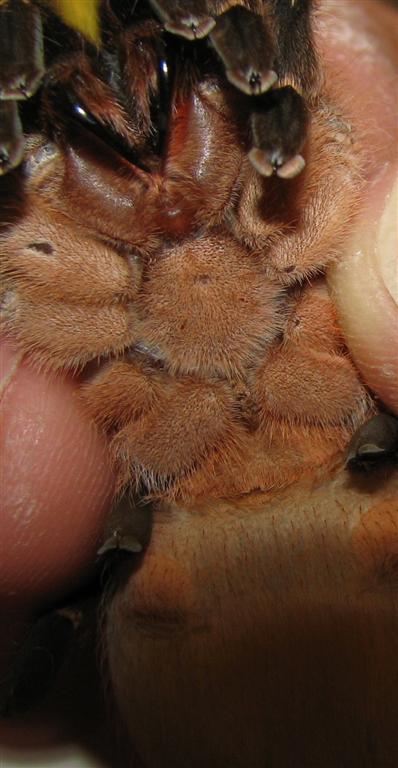 Aphonopelma Seemanni