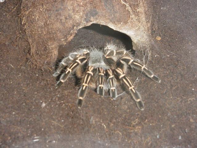 Aphonopelma Seemanni