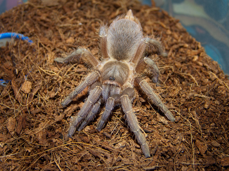 Aphonopelma seemanni