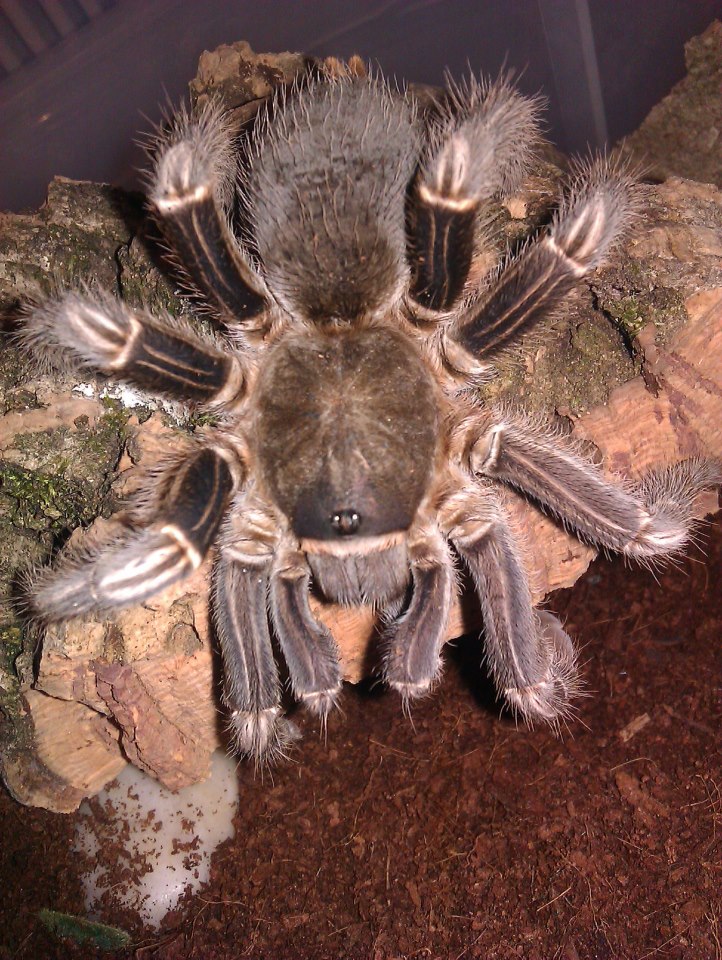 Aphonopelma Seemanni??????