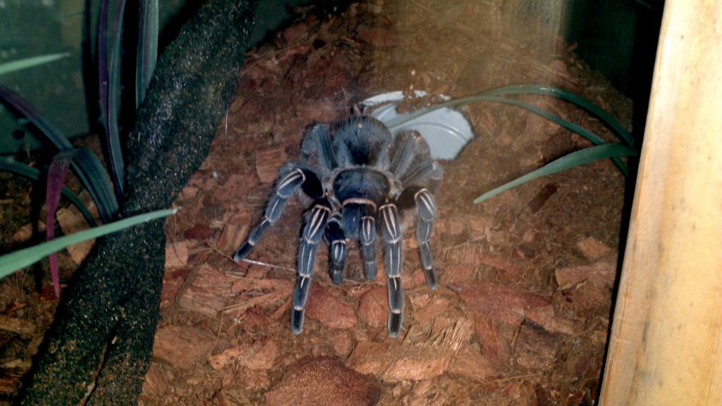 Aphonopelma seemanni